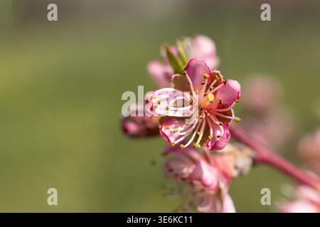 Makroaufnahme einer rosa Pfirsichblüte mit selektivem Fokus Stockfoto