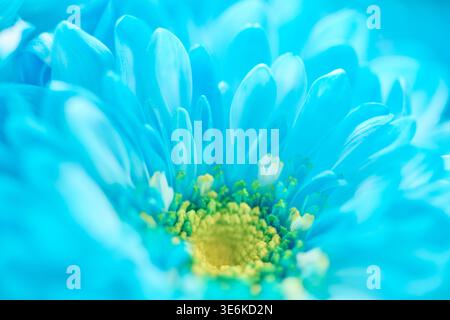 Makrofoto mit zarten blauen Chrysanthemen unter sanfter Beleuchtung. Konzentrieren Sie sich auf komplizierte Blütenblätter und einen hellgelben Blumenkern, die c Stockfoto