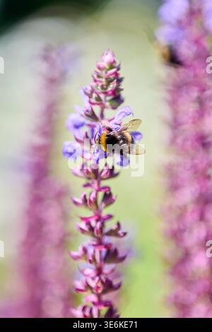 Nahaufnahme von Bienen, die Nektar aus leuchtend violetten salviblüten im Freien sammeln. Die weiche Hintergrundunschärfe sorgt für mehr Fokus auf detailreiche Blütenblätter und Bienenflügel Stockfoto