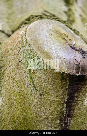 Detaillierte Makroansicht des Baumstamms von fagus sylvatica mit glatter, heller Rinde und frisch geschnittenem Aststumpf mit natürlichen Texturen. Weich, natürlich Stockfoto