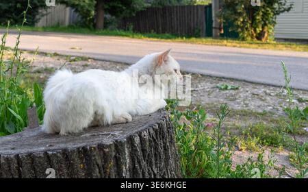Die weiße Katze mit flauschigem Pelz liegt auf einem Baumstamm in einem Garten, umgeben von grünem Gras und Pflanzen, mit einer Schotterstraße und einem Holzzaun Stockfoto
