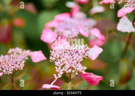 Nahaufnahme der rosafarbenen Hortensie mit zarten Blütenblättern vor verschwommenem grünem Hintergrund, die weiches natürliches Licht und den lebendigen Frühling zeigen Stockfoto