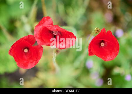 Leuchtend rote Papaver Blumen blühen vor verschwommenem grünem und violettem Gartenhintergrund. Weiches Tageslicht hebt zarte Blütenblätter und feine Blüten hervor Stockfoto
