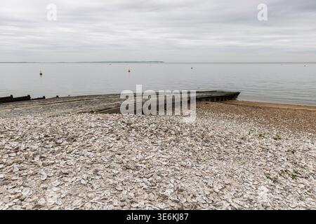 Ein Strand, bedeckt mit ausgeworfenen Austernschalen, Whitstable, Kent, England. Stockfoto
