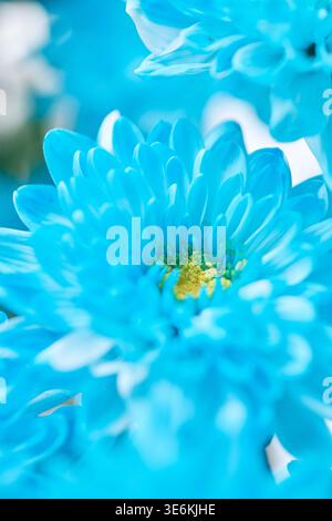 Detaillierte Makroaufnahme strahlender blauer Chrysanthemen mit komplexen Blütenblättern und gelben Mittelpunkten unter weichem Tageslicht. Weiche Fokussierung und kühle Töne cre Stockfoto