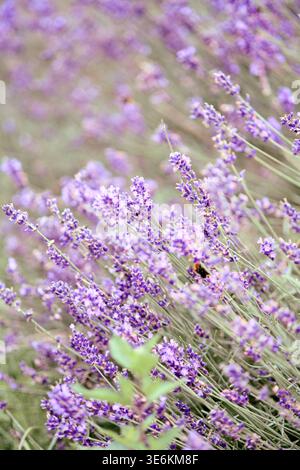 Leuchtende Lavendelblüten erfüllen das Bild mit zarten Violetttönen bei sanftem Tageslicht. Die Biene sammelt Nektar zwischen schlanken Stielen und fängt die Ruhe und die Natur ein Stockfoto