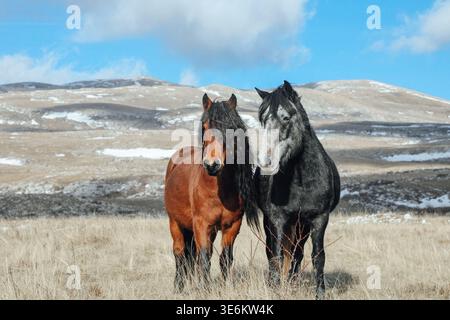 Zwei Pferde, ein braunes und ein graues, stehen dicht beieinander auf einer Bergwiese mit sanftem Winterlicht. Stockfoto