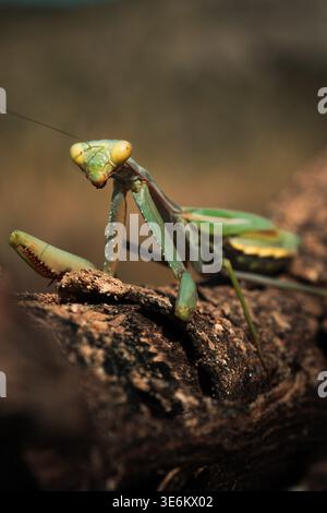 Betende Mantis (Mantis religiosa) aus nächster Nähe auf einem Baumzweig in einem natürlichen Lebensraum mit verschwommenem Hintergrund in Denia, Alicante, Spanien. Stockfoto
