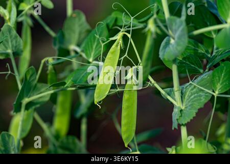 Frische grüne Erbsenschoten auf der Rebe im Garten Nahaufnahme von Erbsen, Ranken und Blättern Stockfoto