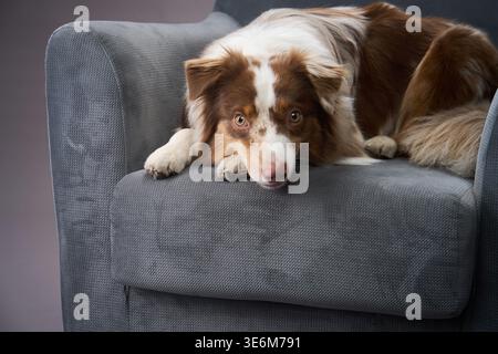Der Hund liegt bequem auf einem grauen Stuhl. Sein direkter Blick ist neugierig und sanft. Stockfoto
