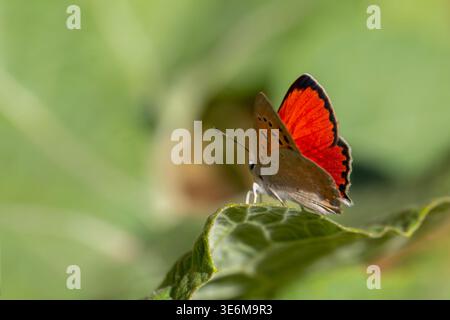 Der winzige Schmetterling mit feurig roten Flügeln auf dem grünen Blatt, Lycaena thetis Stockfoto
