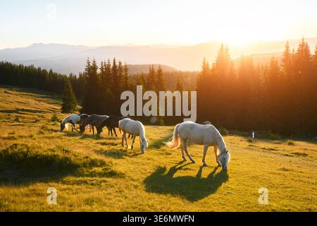 Sonniger Abend in den Sommerbergen mit Pferdeherde und Tannenwald. Landschaftsfotografie Stockfoto