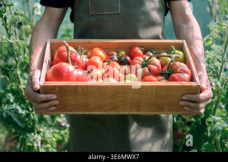 Landwirt, der eine Holzkiste voller frischer reifer Tomaten im Gewächshaus hält. Bio-Erntekonzept, natürliche Landwirtschaft, lokale landwirtschaftliche Erzeugnisse Stockfoto