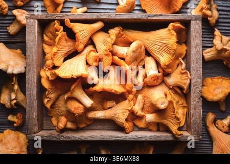Pfifferling-Pilze in rustikaler Holzkiste. Waldpilze, Bio-Lebensmittel, rustikales Stillleben Stockfoto