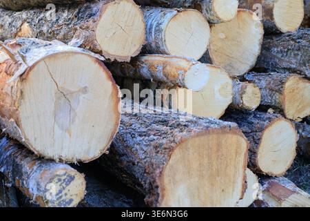 Gesägte Baumstämme, die übereinander gestapelt sind, liegen auf dem Boden. Nahaufnahme gesägter Stämme. Holzfällung. Holzernte. Baumstämme auf dem Boden Stockfoto