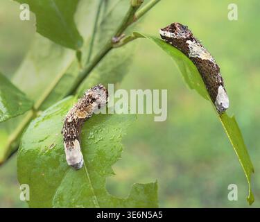 Zwei riesige Schwalbenschwanz-Schmetterlingsraupen (Papilio cresphontes), allgemein bekannt als „Orangenhunde“, die sich von einem Zitrusblatt ernähren. Diese Larven verwenden Bird-d Stockfoto