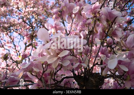 Wunderschöne rosafarbene und weiße Magnolienbäume blühen in den Straßen von Bukarest, Rumänien Stockfoto
