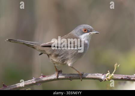Weibliche Sardinische Warbler (Curruca melanocephala), die auf einem Dornzweig thront Stockfoto