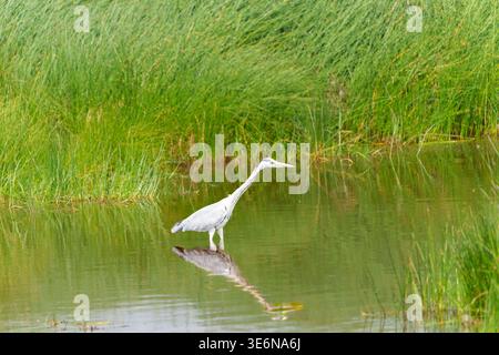 Graureiher (Ardea cinerea), der in flachem, ruhigem Wasser steht und sich auf die Jagd konzentriert. Stockfoto