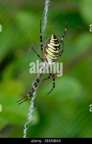 Wespenspinne, Argiope bruennichi Weibchen, Nahaufnahme. Unscharfer, naturgrüner Hintergrund. Trencin, Slowakei Stockfoto