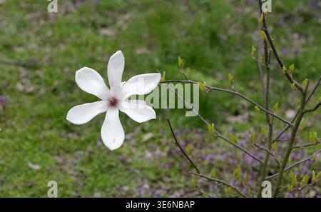 Einzelne Magnolienblüte in voller Blüte auf einem dünnen Zweig mit weichen weißen und blassrosa Blüten, gefangen in diffusem Licht gegen einen verschwommenen grünen Hintergrund Stockfoto