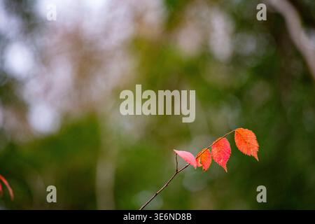 Rotbraune Herbstblätter in einer wunderschönen Herbstlandschaft Stockfoto