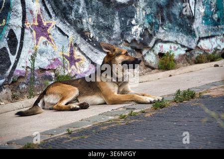 Streunender Hund auf Einem Bürgersteig mit Graffiti-bedeckter Mauer in Valparaiso, Chile Stockfoto