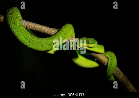 Weißlippige Inselpitviper Trimeresurus insularis grüner Morph auf Ast gewickelt, lebhafte Limettengrün Schuppen, Katzenaugenpuppen, schwarzer Hintergrund, giftig Stockfoto
