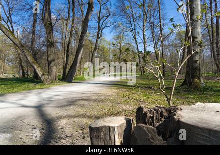 Ruhiger gewundener Waldweg mit Baumstümpfen und Bäumen im Frühling unter blauem Himmel, inmitten der Natur, München, Bayern, Deutschland Stockfoto