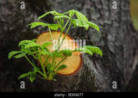 Makro junger Pflanzenblätter, die in der Nähe eines glatten Orangenholzschnitts auftauchen. Natürliches Regenerations- und Gartenkonzept, keine Menschen, Kopierraum und flache Ablage Stockfoto