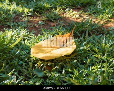 Einzelnes, gelocktes, gelbes Blatt ruht auf leuchtendem grünem Gras unter Sonnenlicht. Das Blatt zeigt Anzeichen von Verfall, im Kontrast zu frischen Klingen. Die Szene erinnert an Au Stockfoto