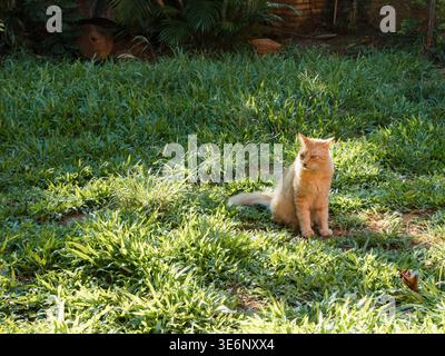 Rotfuchs sitzt ruhig in einer sonnendurchfluteten, grünen Grasfläche. Sein Fell leuchtet warm unter natürlichem Licht. Farne und Gras umgeben den Fuchs mit weichem Fokus. Es ist ein Appell Stockfoto