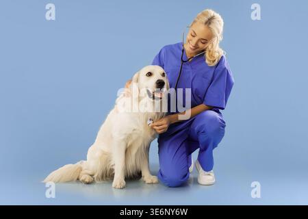Tierarzt untersucht Golden Retriever Hund im Studio mit blauem Hintergrund während des Health Check Stockfoto