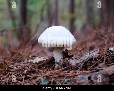 Nahaufnahme eines Waldpilzes mit weißen Kiemen, die zwischen Kiefernnadeln und Blattstreu auf dem Waldboden wachsen. Stockfoto