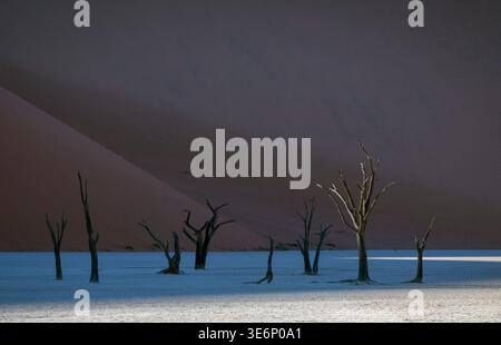 Die toten Kameldornbäume in Deadvlei, Namibia, sehen im Morgenlicht atemberaubend aus Stockfoto