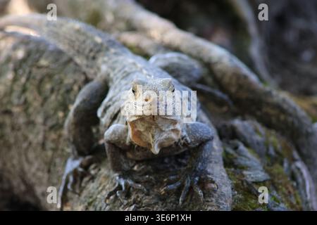 Blick auf einen zentralen Leguan im Detail, der auf rauen, strukturierten Baumwurzeln thront, mit intensivem Blick vor einem Hintergrund aus gedämpften Grüns, Quepos, Punt Stockfoto