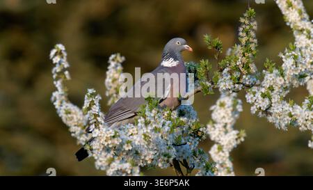 Columba palumbus - gemeine Holztaube Stockfoto