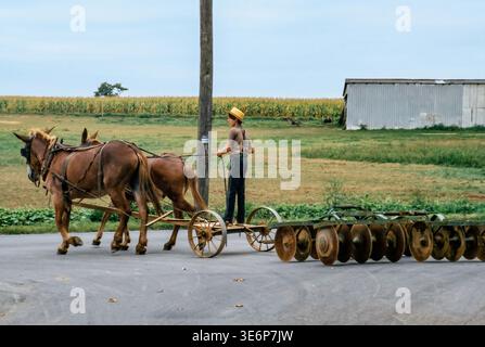 Lancaster, Pennsylvania, 15. August 1988 - ein Amish-Junge führt zwei Pferde, die einen Pflug über eine Feldstraße ziehen. Der Hintergrund zeigt ein grünes Maisfeld und eine Scheune. Es ist ein klarer Tag in einer ländlichen Gegend. Stockfoto