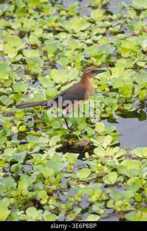 Weibliches Boot mit Knarre. Sarasota Audubon Celery Fields, Florida, USA Stockfoto