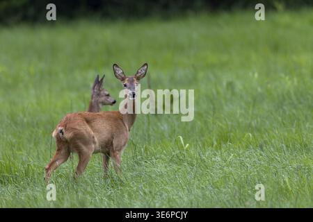 Nach dem vorherigen Verhalten läuft die Reh (Capreolus capreolus) zum Rehkitz und schaut den Fotografen wieder an, dann fliehen beide Tiere, Babytiere Stockfoto