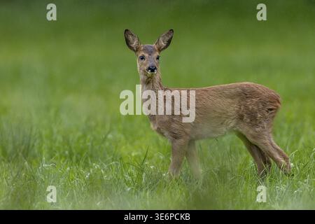 Fawn (Capreolus capreolus) in einem Regenschauer auf einer Waldwiese, Baby Tiere, süß, süß, Sommer, August, Deutschland Stockfoto