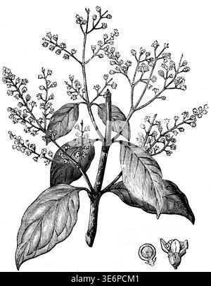 Die Salvadora persica, der Senf der Heiligen Schrift, Lukas-Evangelium, Kapitel 17, Vers 6, Neues Testament, Bibel, historische Illustration 1850 Stockfoto