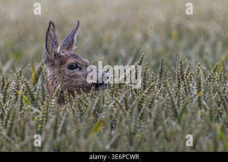 Doe (Capreolus capreolus) im Regen auf einem Weizenfeld, Getreide, Sommer, Juli, Deutschland Stockfoto