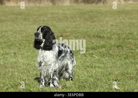 Jagdhund, englischer Springer Spaniel, weiblich, schwarz-weiß, Allgaeu, Bayern, Deutschland Stockfoto