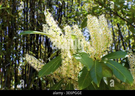 Ronda, malaga, spanien Cherry Lorbeerstrauch mit leuchtend grünen Blättern und hohen Spitzen von kleinen weißen Blüten, die Zweige bedecken, bringt Leben und Schönheit Stockfoto