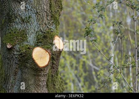 Baumstamm bedeckt mit Moos und glatten, frisch geschnittenen Ästen, die neues Holz freigeben Stockfoto