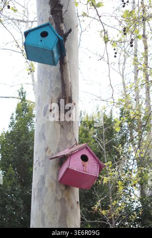 Farbenfrohe Vogelhäuser auf einem Baum in einer Gartenumgebung Stockfoto