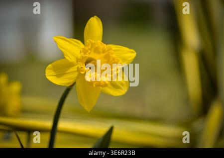 Warren County, New Jersey, USA – 1. April 2026: Einzelne leuchtend gelbe Narzissen blühen im Frühling mit natürlichem Licht. Stockfoto