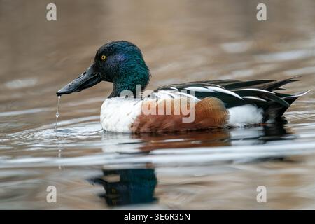 Seitenprofil eines männlichen Northern Shoveler (Spatula clypeata), der in einem Teich schwimmt, wobei ein Wassertropfen von seiner Rechnung fällt, British Columbia, Kanada. Stockfoto