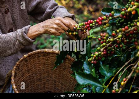 grandma sammelte Rohkaffeebohnen auf der Kaffeefarm im Tal, Projekt der königlichen Initiative Kaffee im großen Wald, im doi thep sadet Stockfoto